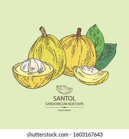 Background with santol: fruit, santol slice and leaves. Wild mangosteen. Sandoricum koetjape. Vector hand drawn illustration.