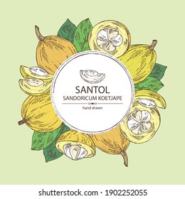 Background with santol: fruit, santol slice and leaves. Wild mangosteen. Sandoricum koetjape. Vector hand drawn illustration.