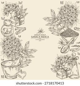 Hintergrund mit Saraca asoca: Asocapflanze, Asoca-Blumen und Saraca-Asoca-Barsch. Saraca indica. Kosmetik und Medizin. Handgezeichnete Vektorgrafik