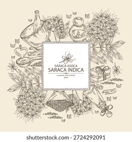 Fondo con saraca asoca: planta de saraca asoca, flores de asoca y saraca asoca barc. Saraca indica. Cosméticos y planta médica. Vector dibujado a mano ilustración