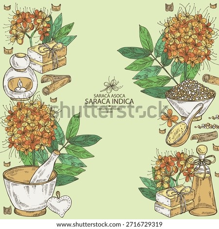 Background with saraca asoca: saraca asoca plant, asoca flowers and saraca asoca barc. Saraca indica. Cosmetics and medical plant. Vector hand drawn illustration