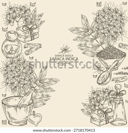 Background with saraca asoca: saraca asoca plant, asoca flowers and saraca asoca barc. Saraca indica. Cosmetics and medical plant. Vector hand drawn illustration