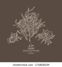 Background with sargassum fusiform: hijiki seaweed, sea kale. Hijiki. Green algae. Edible seaweed. Vector hand drawn illustration.