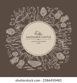 Background with saussurea costus: leaves, costus flowers, plant and saussurea costus roots. Dolomiaea costus. Saussurea lappa. Oil, soap and bath salt. Cosmetics and medical plant. Vector