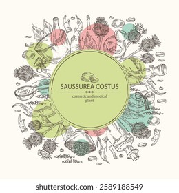 Background with saussurea costus: leaves, costus flowers, plant and saussurea costus roots. Dolomiaea costus. Saussurea lappa. Oil, soap and bath salt. Cosmetics and medical plant. Vector