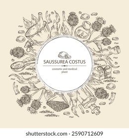 Background with saussurea costus: leaves, costus flowers, plant and saussurea costus roots. Dolomiaea costus. Saussurea lappa. Oil, soap and bath salt. Cosmetics and medical plant. Vector