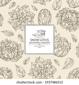 Background with saussurea laniceps: plant, snow lotus flowers and leaves. Limnanthes alba. Cosmetic and medical plant. Vector hand drawn illustration