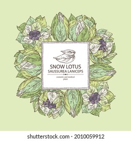 Background with saussurea laniceps: plant, snow lotus flowers and leaves. Limnanthes alba. Cosmetic and medical plant. Vector hand drawn illustration