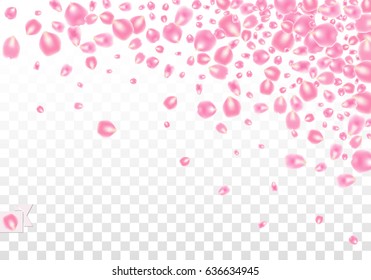 Background with scattered Rose petals isolated on white transparent background. Vector illustration