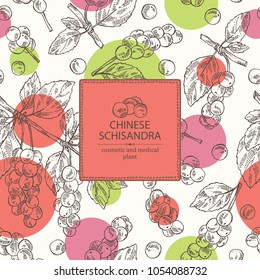 Background with schisandra chinensisi: schisandra branch with leaves and berries. Magnolia vine berries. Cosmetics and medical plant. Vector hand drawn illustration.