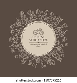 Background with schisandra chinensisi: schisandra branch with leaves and berries. Magnolia vine berries. Cosmetics and medical plant. Vector hand drawn illustration. 