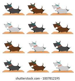 background scottish terrier dog doing yoga