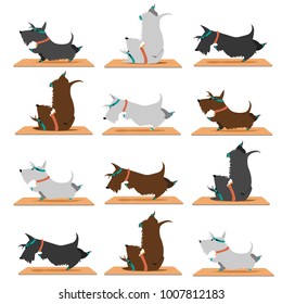 background scottish terrier doing yoga Yoga poses