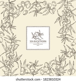 Background with sea buckthorn: branch of sea buckthorn, berries and leaves. Cosmetic and medical plant. Vector hand drawn illustration. 