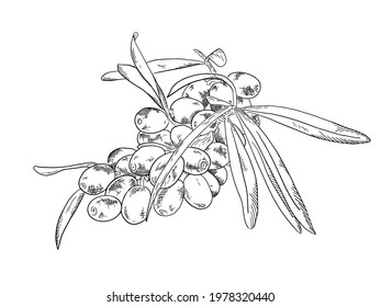 Background with sea buckthorn: branch of sea buckthorn, berries and leaves. Cosmetic and medical plant. Vector hand drawn illustration for postcards, books, menus, brochures, banners, labels.