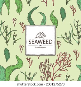 Background with seaweed, algae: aonori, monostroma, sargassum fusiform, hijiki seaweed, kombu, laminaria japonica, ahnfeltia plicata. Green, brown and red algae. Edible seaweed. Vector hand