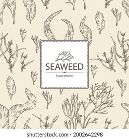 Background with seaweed, algae: aonori, monostroma, sargassum fusiform, hijiki seaweed, kombu, laminaria japonica, ahnfeltia plicata. Green, brown and red algae. Edible seaweed. Vector hand