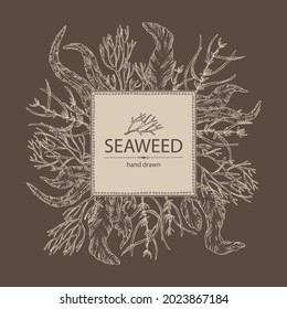 Background with seaweed, algae: aonori, monostroma, sargassum fusiform, hijiki seaweed, kombu, laminaria japonica, ahnfeltia plicata. Green, brown and red algae. Edible seaweed. Vector hand