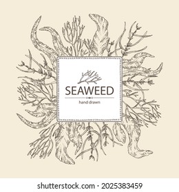 Background with seaweed, algae: aonori, monostroma, sargassum fusiform, hijiki seaweed, kombu, laminaria japonica, ahnfeltia plicata. Green, brown and red algae. Edible seaweed. Vector hand