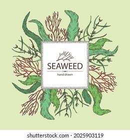 Background with seaweed, algae: aonori, monostroma, sargassum fusiform, hijiki seaweed, kombu, laminaria japonica, ahnfeltia plicata. Green, brown and red algae. Edible seaweed. Vector hand