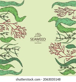 Background with seaweed, algae: aonori, monostroma, sargassum fusiform, hijiki seaweed, kombu, laminaria japonica, ahnfeltia plicata. Green, brown and red algae. Edible seaweed. Vector hand