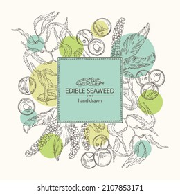 Background with seaweed, algae: chlorella, macrocystis seaweed, caulerpa, sea grapes, aonori, monostroma. Green, brown and red algae. Edible seaweed. Vector hand drawn illustration