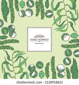 Background with seaweed, algae: chlorella, macrocystis seaweed, caulerpa, sea grapes, aonori, monostroma. Green, brown and red algae. Edible seaweed. Vector hand drawn illustration