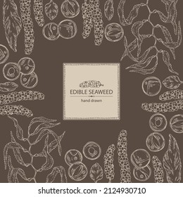 Background with seaweed, algae: chlorella, macrocystis seaweed, caulerpa, sea grapes, aonori, monostroma. Green, brown and red algae. Edible seaweed. Vector hand drawn illustration