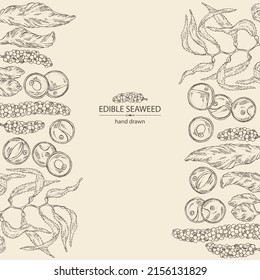 Background with seaweed, algae: chlorella, macrocystis seaweed, caulerpa, sea grapes, aonori, monostroma. Green, brown and red algae. Edible seaweed. Vector hand drawn illustration