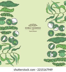 Background with seaweed, algae: chlorella, macrocystis seaweed, caulerpa, sea grapes, aonori, monostroma. Green, brown and red algae. Edible seaweed. Vector hand drawn illustration