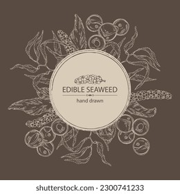 Background with seaweed, algae: chlorella, macrocystis seaweed, caulerpa, sea grapes, aonori, monostroma. Green, brown and red algae. Edible seaweed. Vector hand drawn illustration