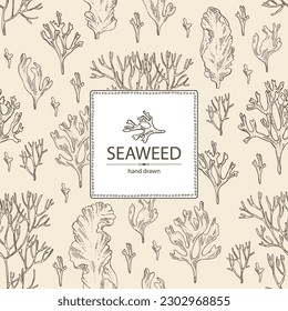 Background with seaweed, algae: irish moss, rhodymenia palmata, ahnfeltia plicata, porphyra. Brown and red algae. Edible seaweed. Vector hand drawn illustration