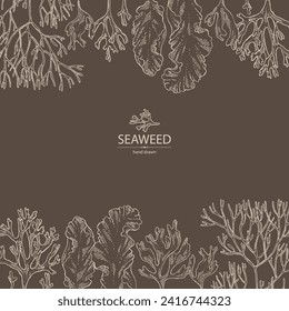 Background with seaweed, algae: irish moss, rhodymenia palmata, ahnfeltia plicata, porphyra. Brown and red algae. Edible seaweed. Vector hand drawn illustration