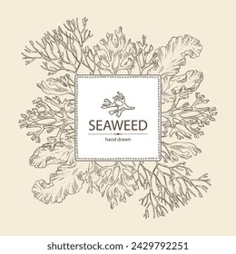 Background with seaweed, algae: irish moss, rhodymenia palmata, ahnfeltia plicata, porphyra. Brown and red algae. Edible seaweed. Vector hand drawn illustration