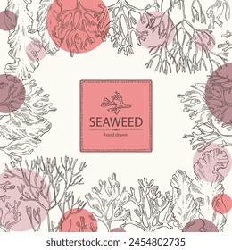 Background with seaweed, algae: irish moss, rhodymenia palmata, ahnfeltia plicata, porphyra. Brown and red algae. Edible seaweed. Vector hand drawn illustration