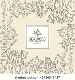 Background with seaweed, algae: irish moss, rhodymenia palmata, ahnfeltia plicata, porphyra. Brown and red algae. Edible seaweed. Vector hand drawn illustration