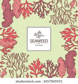 Background with seaweed, algae: irish moss, rhodymenia palmata, ahnfeltia plicata, porphyra. Brown and red algae. Edible seaweed. Vector hand drawn illustration