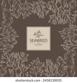 Background with seaweed, algae: irish moss, rhodymenia palmata, ahnfeltia plicata, porphyra. Brown and red algae. Edible seaweed. Vector hand drawn illustration