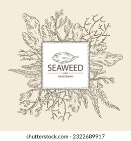 Background with seaweed, algae: laminaria, ulva seaweed, cladosiphon okamuranus, phyllophora nervosa. Green, brown and red algae. Edible seaweed. Vector hand drawn illustration