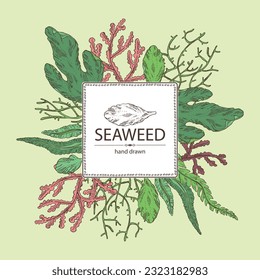 Background with seaweed, algae: laminaria, ulva seaweed, cladosiphon okamuranus, phyllophora nervosa. Green, brown and red algae. Edible seaweed. Vector hand drawn illustration