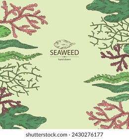 Background with seaweed, algae: laminaria, ulva seaweed, cladosiphon okamuranus, phyllophora nervosa. Green, brown and red algae. Edible seaweed. Vector hand drawn illustration