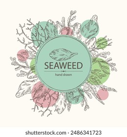 Background with seaweed, algae: laminaria, ulva seaweed, cladosiphon okamuranus, phyllophora nervosa. Green, brown and red algae. Edible seaweed. Vector hand drawn illustration