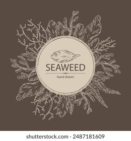 Background with seaweed, algae: laminaria, ulva seaweed, cladosiphon okamuranus, phyllophora nervosa. Green, brown and red algae. Edible seaweed. Vector hand drawn illustration