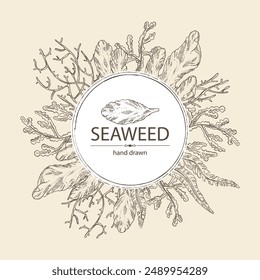 Background with seaweed, algae: laminaria, ulva seaweed, cladosiphon okamuranus, phyllophora nervosa. Green, brown and red algae. Edible seaweed. Vector hand drawn illustration