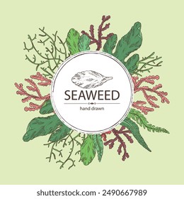 Background with seaweed, algae: laminaria, ulva seaweed, cladosiphon okamuranus, phyllophora nervosa. Green, brown and red algae. Edible seaweed. Vector hand drawn illustration