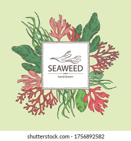 Background with seaweed, algae: ulva, enteromorpha, rhodymenia palmata,irish moss. Green and red algae. Edible seaweed. Vector hand drawn illustration