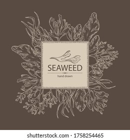 Background with seaweed, algae: ulva, enteromorpha, rhodymenia palmata,irish moss. Green and red algae. Edible seaweed. Vector hand drawn illustration