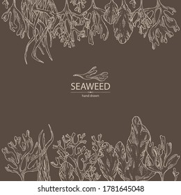 Background with seaweed, algae: ulva, enteromorpha, rhodymenia palmata,irish moss. Green and red algae. Edible seaweed. Vector hand drawn illustration