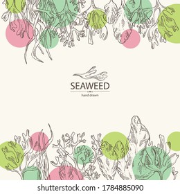 Background with seaweed, algae: ulva, enteromorpha, rhodymenia palmata,irish moss. Green and red algae. Edible seaweed. Vector hand drawn illustration