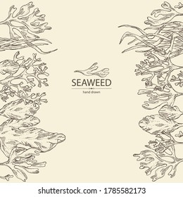 Background with seaweed, algae: ulva, enteromorpha, rhodymenia palmata,irish moss. Green and red algae. Edible seaweed. Vector hand drawn illustration